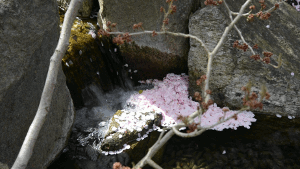 Wasserlauf im Japanischen Garten